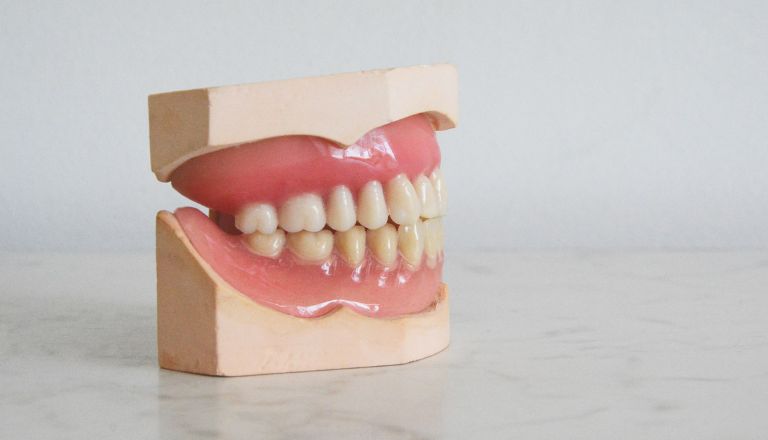 Dental model to scale